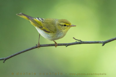 Wood Warbler (Phylloscopus sibilatrix)