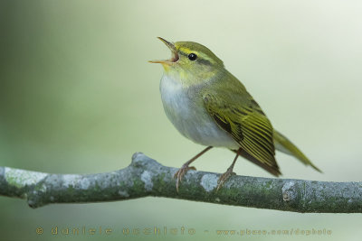 Wood Warbler (Phylloscopus sibilatrix)