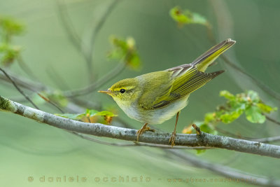 Wood Warbler (Phylloscopus sibilatrix)