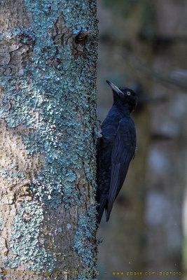 Black Woodpecker (Picchio nero)