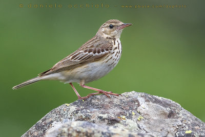 Tree Pipit (Anthus trivialis)