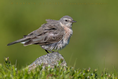 Water Pipit (Anthus spinoletta)