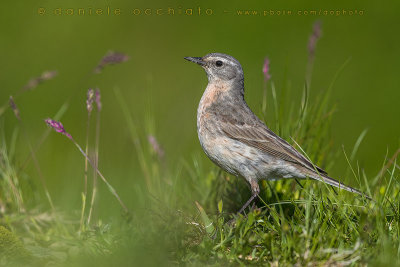 Water Pipit (Anthus spinoletta)