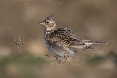 Eurasian Skylark (Alauda arvensis)