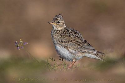 Eurasian Skylark (Alauda arvensis)