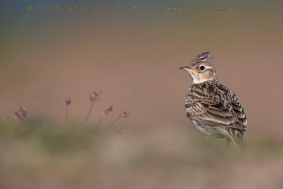 Eurasian Skylark (Alauda arvensis)