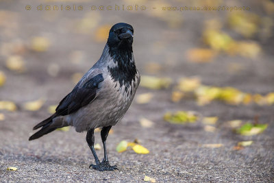 Hooded Crow (Corvus cornix)