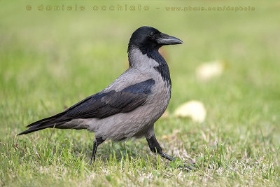 Hooded Crow (Corvus cornix)