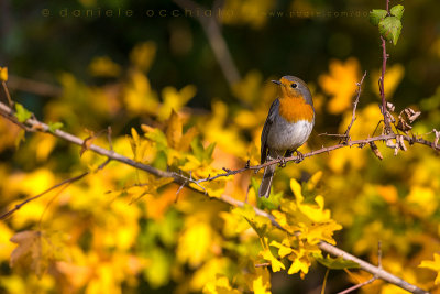 Eurasian Robin (Erithacus rubecula)