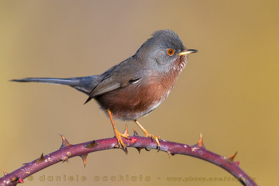 Dartford Warbler (Sylvia undata)