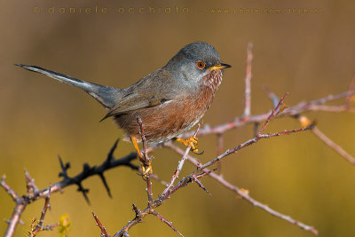 Dartford Warbler (Sylvia undata)