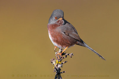 Dartford Warbler (Sylvia undata)