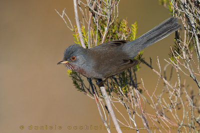 Dartford Warbler (Sylvia undata)