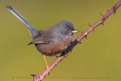 Dartford Warbler (Sylvia undata)