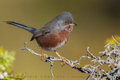 Dartford Warbler (Sylvia undata)