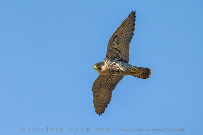 Peregrine (Falco peregrinus brookei)