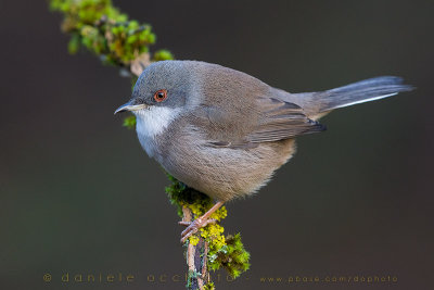 Sardinian Warbler (Sylvia melanocephala)