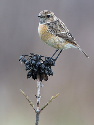 European Stonechat (Saxicola rubicola)