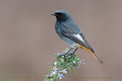 Black Redstart (Phoenicurus ochruros gibraltariensis)