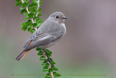 Black Redstart (Phoenicurus ochruros gibraltariensis)