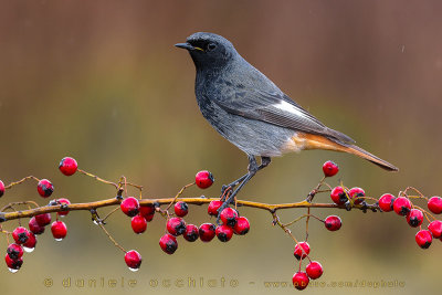 Black Redstart (Phoenicurus ochruros gibraltariensis)