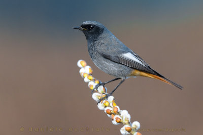 Black Redstart (Phoenicurus ochruros gibraltariensis)