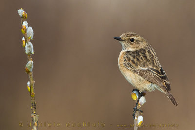 European Stonechat (Saxicola rubicola)