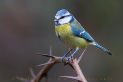 Blue Tit (Cyanistes caeruleus)