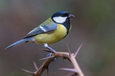 Great Tit (Parus major)