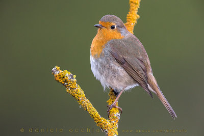 Eurasian Robin (Erithacus rubecula)