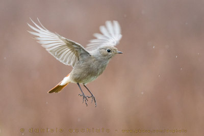 Black Redstart (Phoenicurus ochruros gibraltariensis)