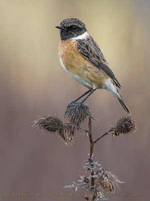 European Stonechat (Saxicola rubicola)