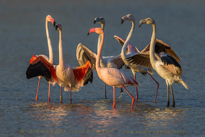 Greater Flamingo (Phoenicopterus ruber)