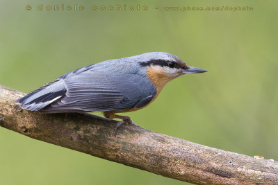 Eurasian Nuthatch (Sitta europaea)