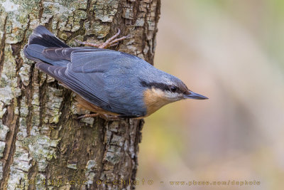 Eurasian Nuthatch (Sitta europaea)