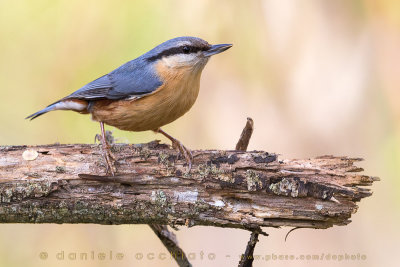 Eurasian Nuthatch (Sitta europaea)