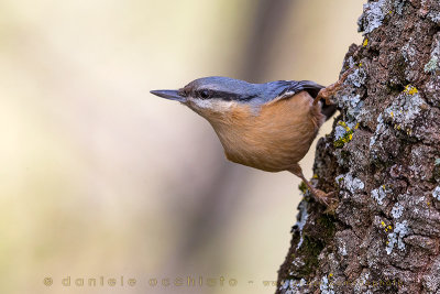 Eurasian Nuthatch (Sitta europaea)