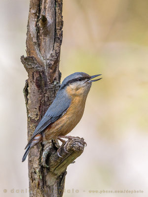 Eurasian Nuthatch (Sitta europaea)