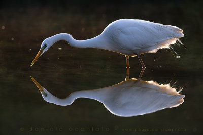 Great White Egret (Ardea alba)