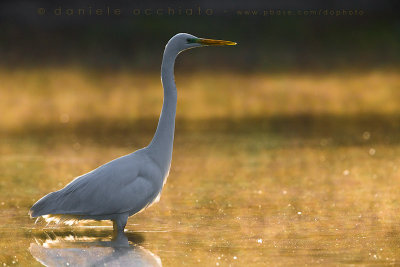 Great White Egret (Ardea alba)