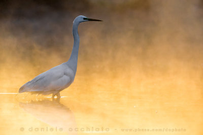 Great White Egret (Ardea alba)