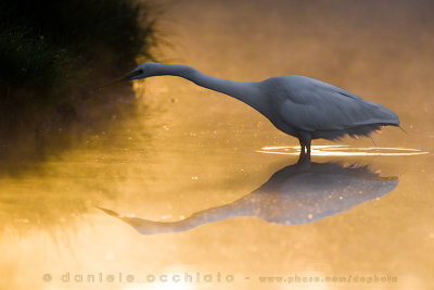 Great White Egret (Ardea alba)