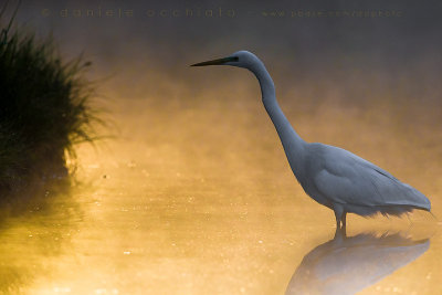 Great White Egret (Ardea alba)