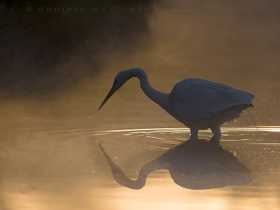 Great White Egret (Ardea alba)