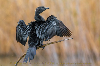Pygmy Cormorant (Microcarbo pygmaeus)