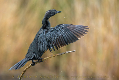Pygmy Cormorant (Microcarbo pygmaeus)