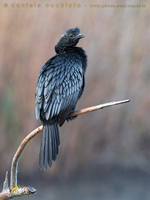 Pygmy Cormorant (Microcarbo pygmaeus)