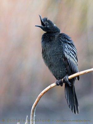 Pygmy Cormorant (Microcarbo pygmaeus)