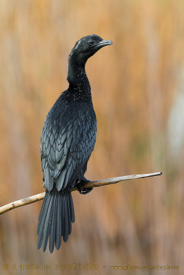 Pygmy Cormorant (Microcarbo pygmaeus)