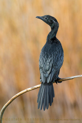 Pygmy Cormorant (Microcarbo pygmaeus)